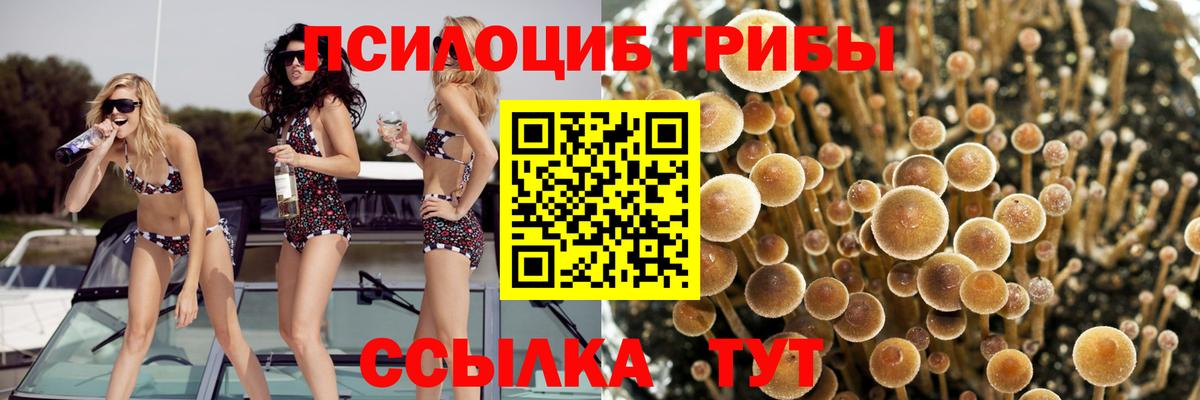Псилоцибиновые грибы мицелий  Псилоцибиновые грибы мицелий  Славянск-на-Кубани  Вход с VPN 
